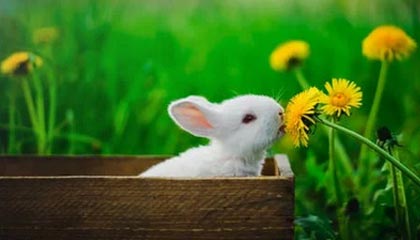 开云体育-意大利队欧洲杯初选名单：巴雷拉领衔法焦利在列